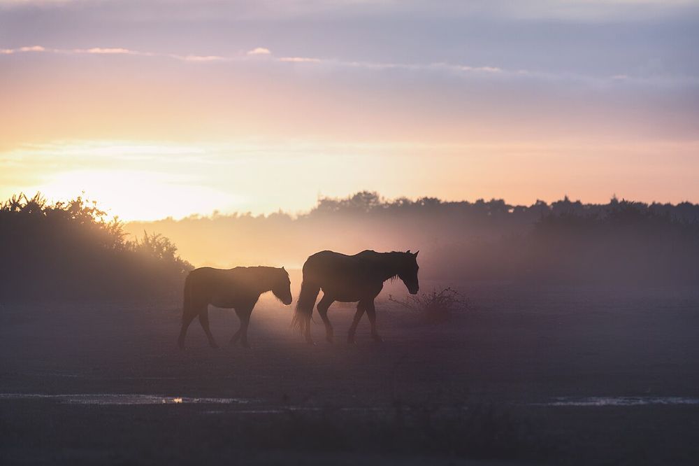 New Forest ponies in the sunrise in Ocknell, New Forest, Lyndhurst, Hampshire, England, UK