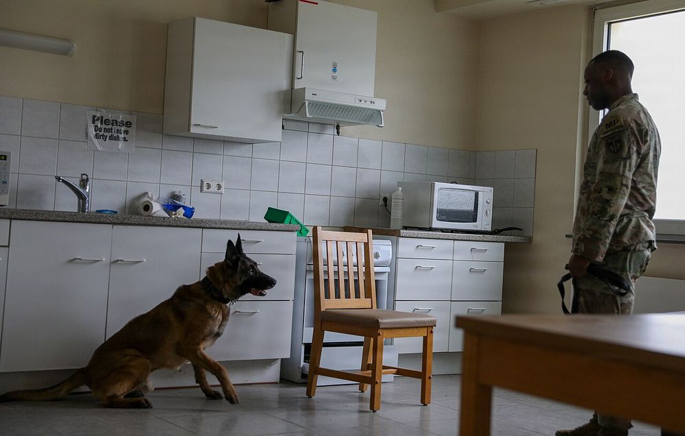 U.S. Army Sgt. Cam’ron, Allen, a military working dog handler 100th Military Working Dog Detachment, military working dog Sasu work together to find the simulated drugs during substance detection. Training for the military dogs on Ammunition Depot Europe–Miesau, Germany, on Feb. 20th, 2026. (U.S. Ar
